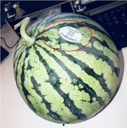 免费的网红吃瓜,揭秘娱乐圈幕后真相