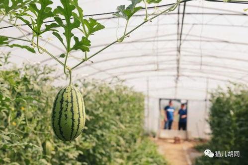 京城吃瓜,揭秘京城美食圈的那些事儿