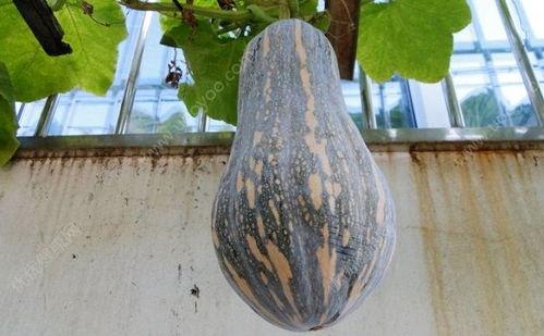 整天吃瓜的坏处,揭秘网络时代的隐忧