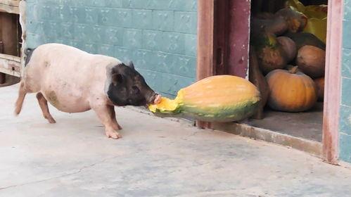 猪瓜怎么吃更好,美味与健康双丰收的烹饪秘诀