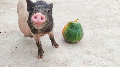 猪瓜怎么吃更好,美味与健康双丰收的烹饪秘诀