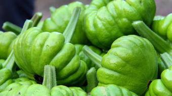 姜柄瓜的瓜叶可以吃吗,可食用植物的探索之旅