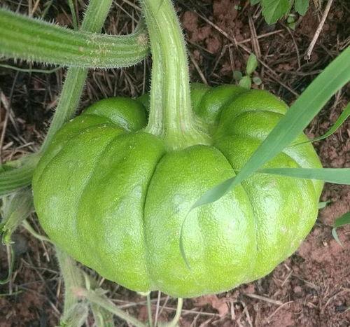 姜柄瓜的瓜叶可以吃吗,可食用植物的探索之旅