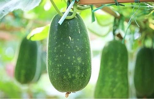 油脂吃瓜,揭秘健康饮食的平衡之道