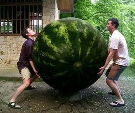 瓜哥带你吃大瓜搞笑内容,欢乐无限