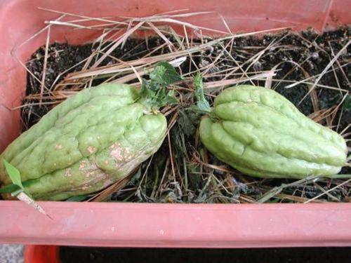 东北农村吃的瓜,丰收时节的甜蜜记忆