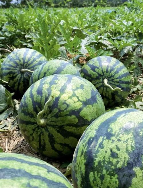 西瓜地里摘瓜吃,摘瓜品尝的田园时光