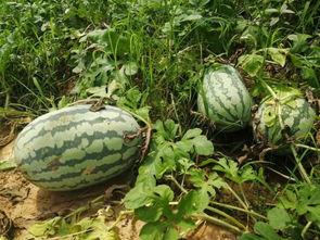 有些什么吃瓜群,揭秘热门话题背后的社交现象