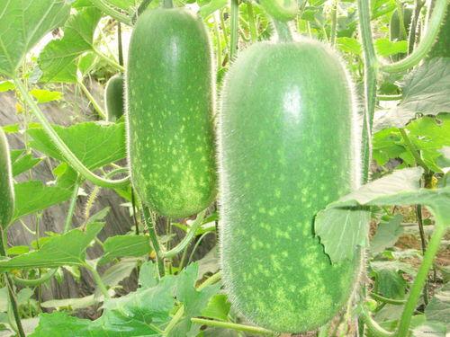 为簪花吃大瓜,一场穿越时空的美食盛宴