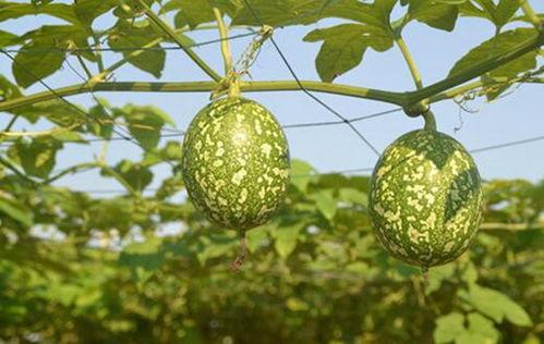 吊瓜可以怎么吃,多样吃法，尽享田园风味