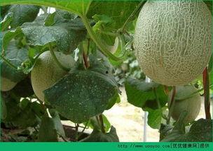 小豆吃哈密瓜,甜蜜滋味与成长故事