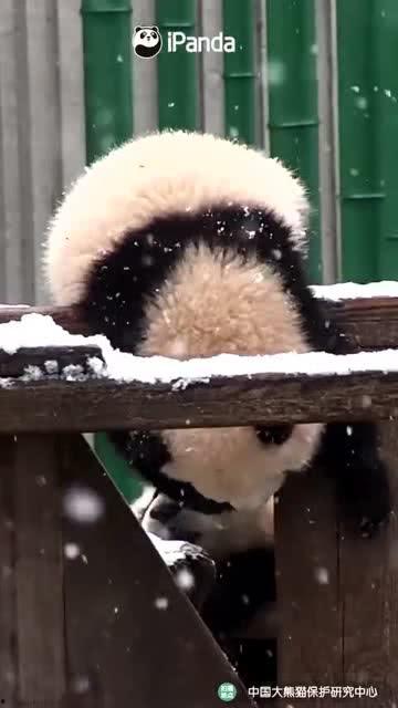 吃瓜小熊声音,小熊带你领略夏日清凉