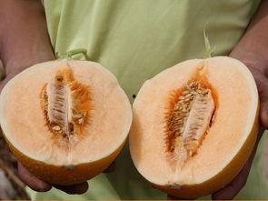 吃蜜不吃瓜的人,品味蜜糖，远离纷扰