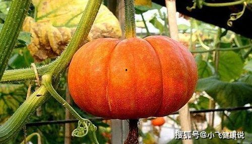 相信科学明了吃瓜,揭秘网络舆论背后的真相