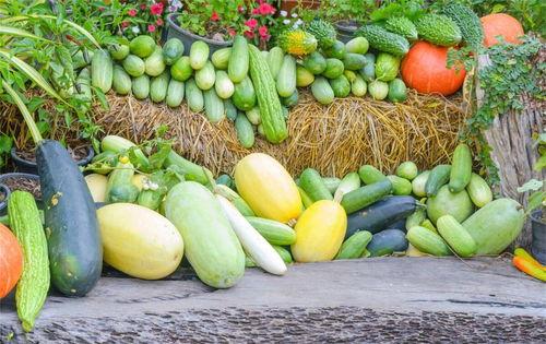 用钱买瓜吃,揭秘用钱买瓜吃的奇妙体验