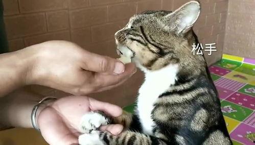 猫可以吃伽师瓜,伽师瓜成为猫咪新宠