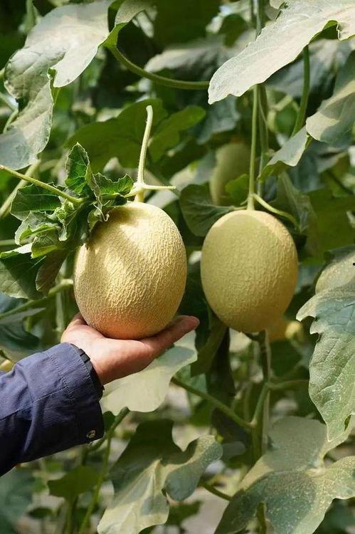 全网最全吃瓜大全,揭秘娱乐圈幕后真相，带你领略八卦风云