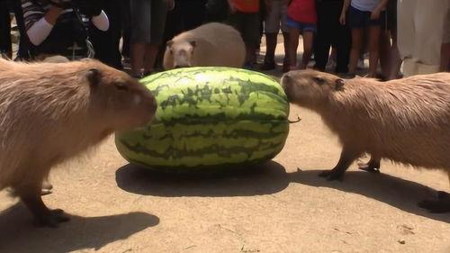 吃瓜的机子,揭秘娱乐圈背后的秘密与真相