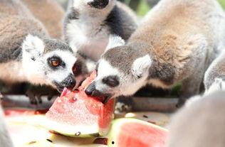 那些吃瓜的动物,揭秘那些嗜瓜如命的动物世界