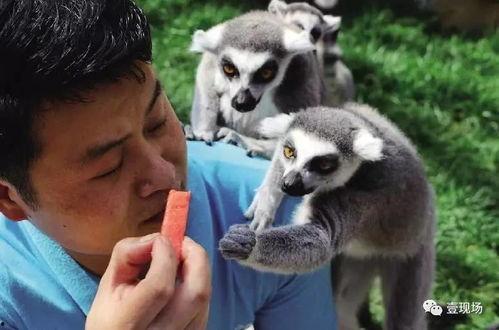 那些吃瓜的动物,揭秘那些嗜瓜如命的动物世界