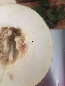 猫咪吃伊丽莎白瓜