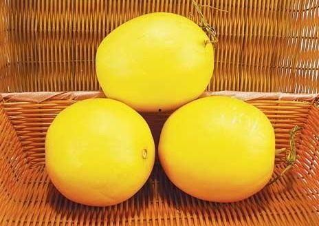 猫咪吃伊丽莎白瓜