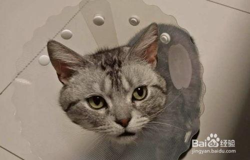 猫咪吃伊丽莎白瓜