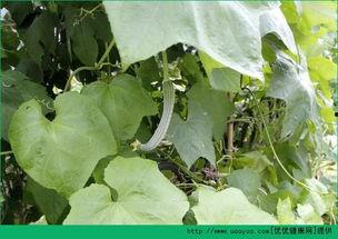 胆结石可以吃瓜吗,瓜类食物的适宜摄入与禁忌