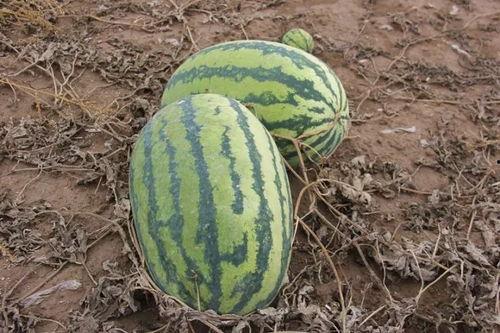 瓜吃西瓜小特效,趣味小特效带来的欢乐时光