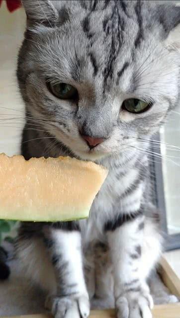 猫咪吃瓜吗,揭秘猫咪吃瓜的奥秘