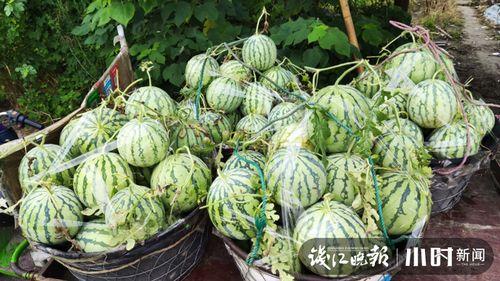 木夕爱摄影吃瓜,捕捉瓜田里的光影瞬间