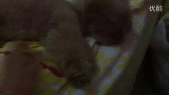 发疯的吃瓜视频大全,笑到肚子疼的瞬间回顾