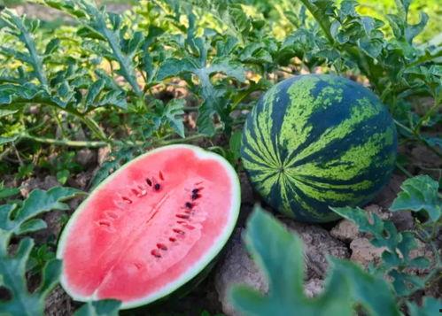 施恩吃瓜,揭秘娱乐圈背后的恩怨情仇