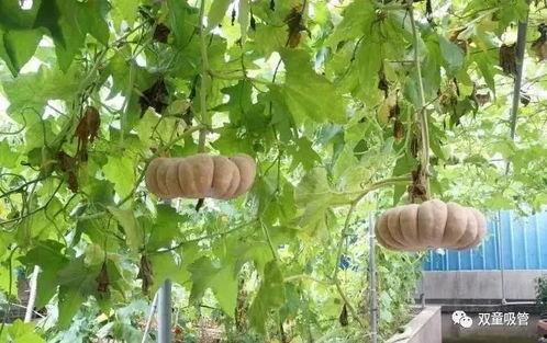 吃瓜落发音,揭秘美食背后的故事