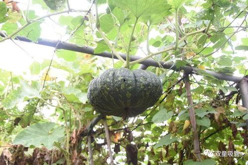 吃瓜落发音,揭秘美食背后的故事