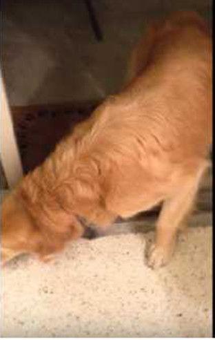 吃瓜群众小狗子,吃瓜群众小狗子的趣味生活点滴