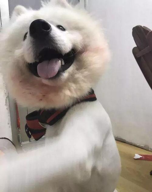 吃瓜群众小狗子,吃瓜群众小狗子的趣味生活点滴