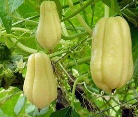 女主播吃佛手瓜,美味与挑战并存