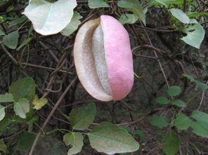 吃瓜八月瓜的视频