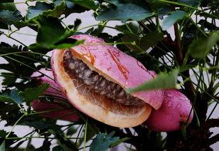 吃瓜八月瓜的视频