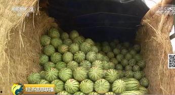 吃瓜群众在等大瓜