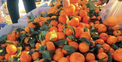 白吊瓜立春可以吃吗,白吊瓜的食用指南