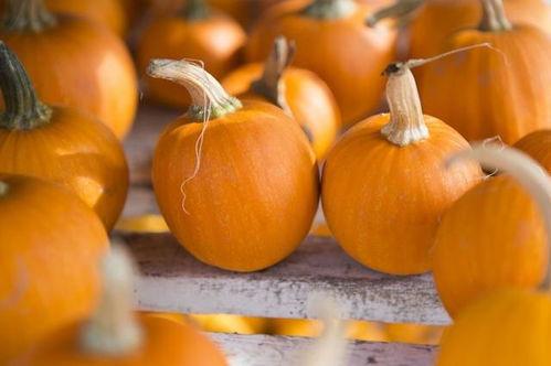 白吊瓜立春可以吃吗,白吊瓜的食用指南