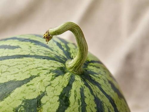 51吃瓜今日吃瓜上海,揭秘上海最新热点事件