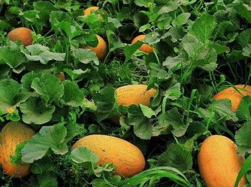 哈密瓜吃那里,揭秘最佳食用部位