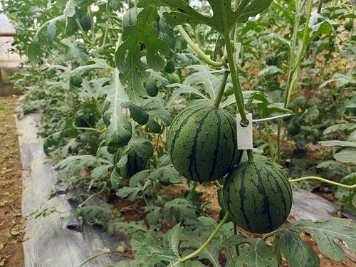 吃瓜的小九,揭秘娱乐圈那些事儿