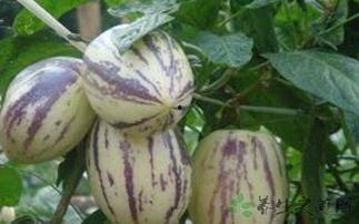 有伤口可以吃茄瓜,茄瓜助力健康饮食