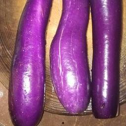 有伤口可以吃茄瓜,茄瓜助力健康饮食