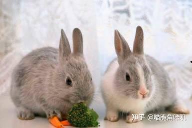 吃瓜兔二贝,揭秘娱乐圈背后的那些事儿