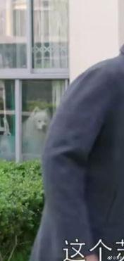 吃瓜群众感人视频,感人视频见证人间真情